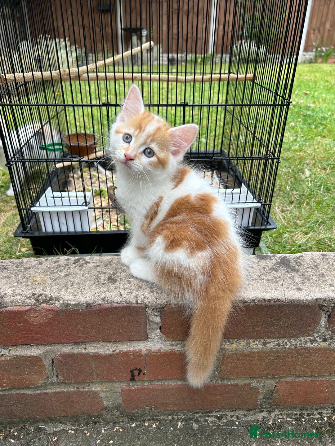 Norwegian Forest Cat cats for sale: handsome red-haired boy - Image 2
