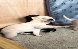 Labrador Retriever dogs for sale: KC Registered Labrador Puppies Ready 24th November - Image 2