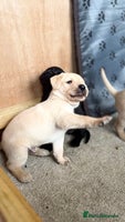 Labrador Retriever dogs - Advert 6