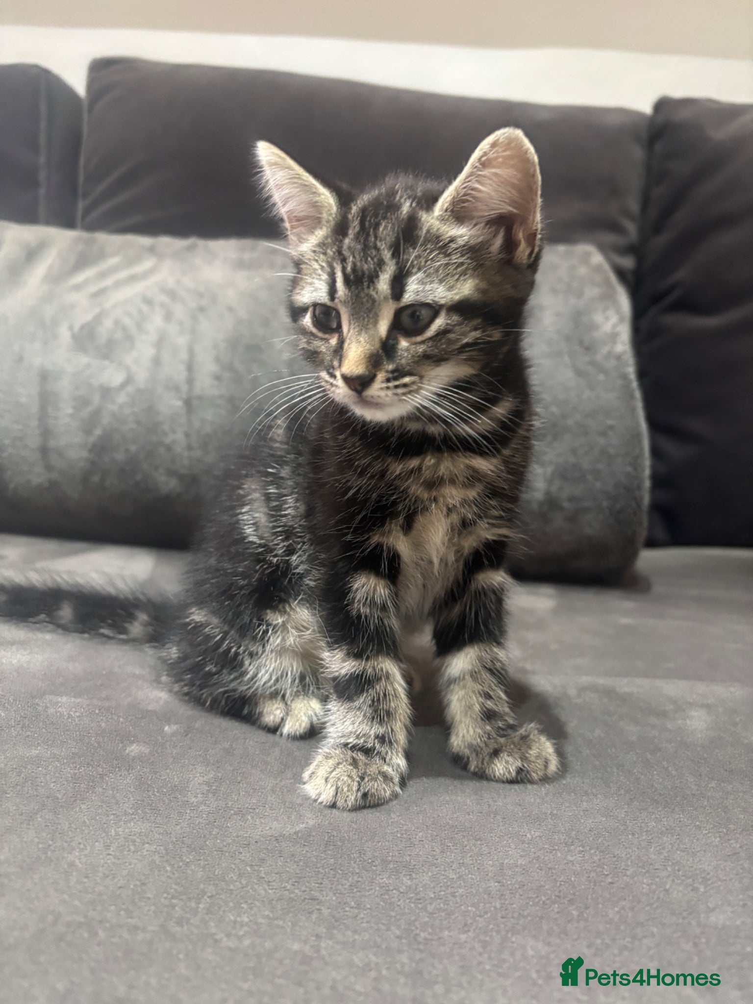 British Shorthair cats Lovely kittenmixed breedsshorth hair bengal tabby  - Advert 2