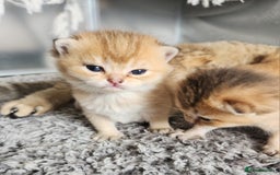 British Shorthair cats for sale: Tica reg Golden Shaded British shorthair kittens. - Image 29