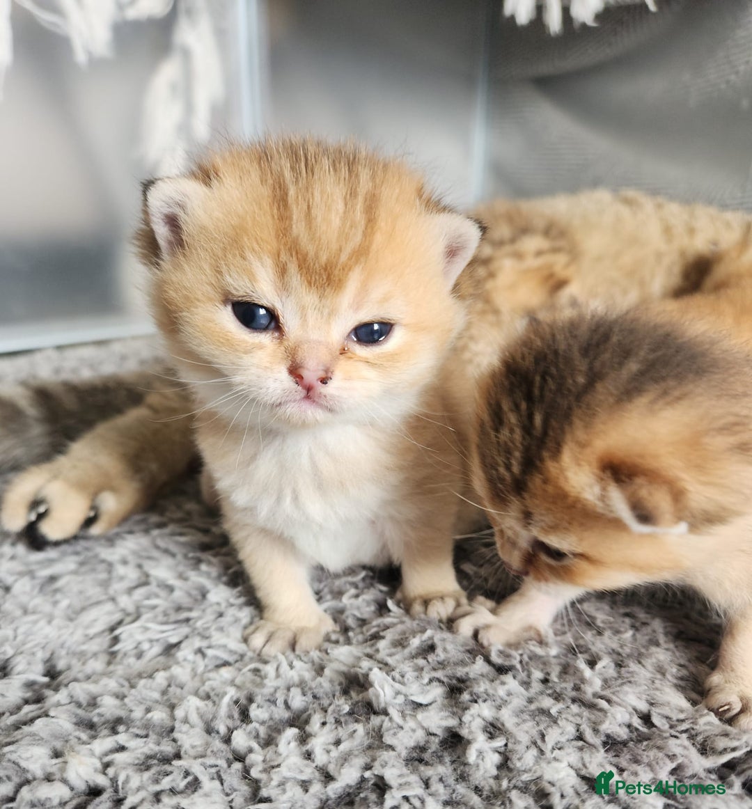 British Shorthair cats for sale: Tica reg Golden Shaded British shorthair kittens. - Image 29