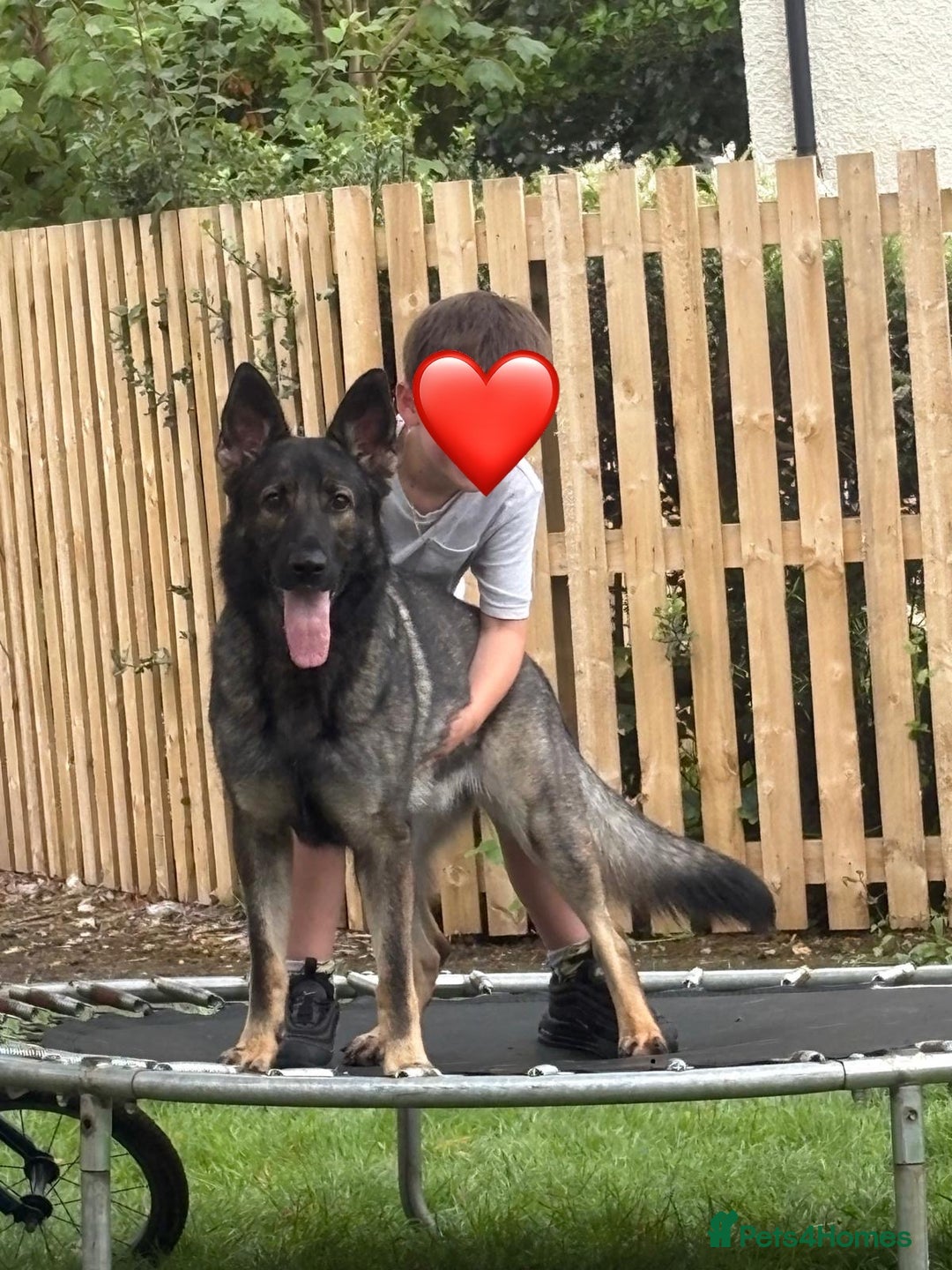 German Shepherd dogs for sale: Female German shepherd for sale - Advert 2