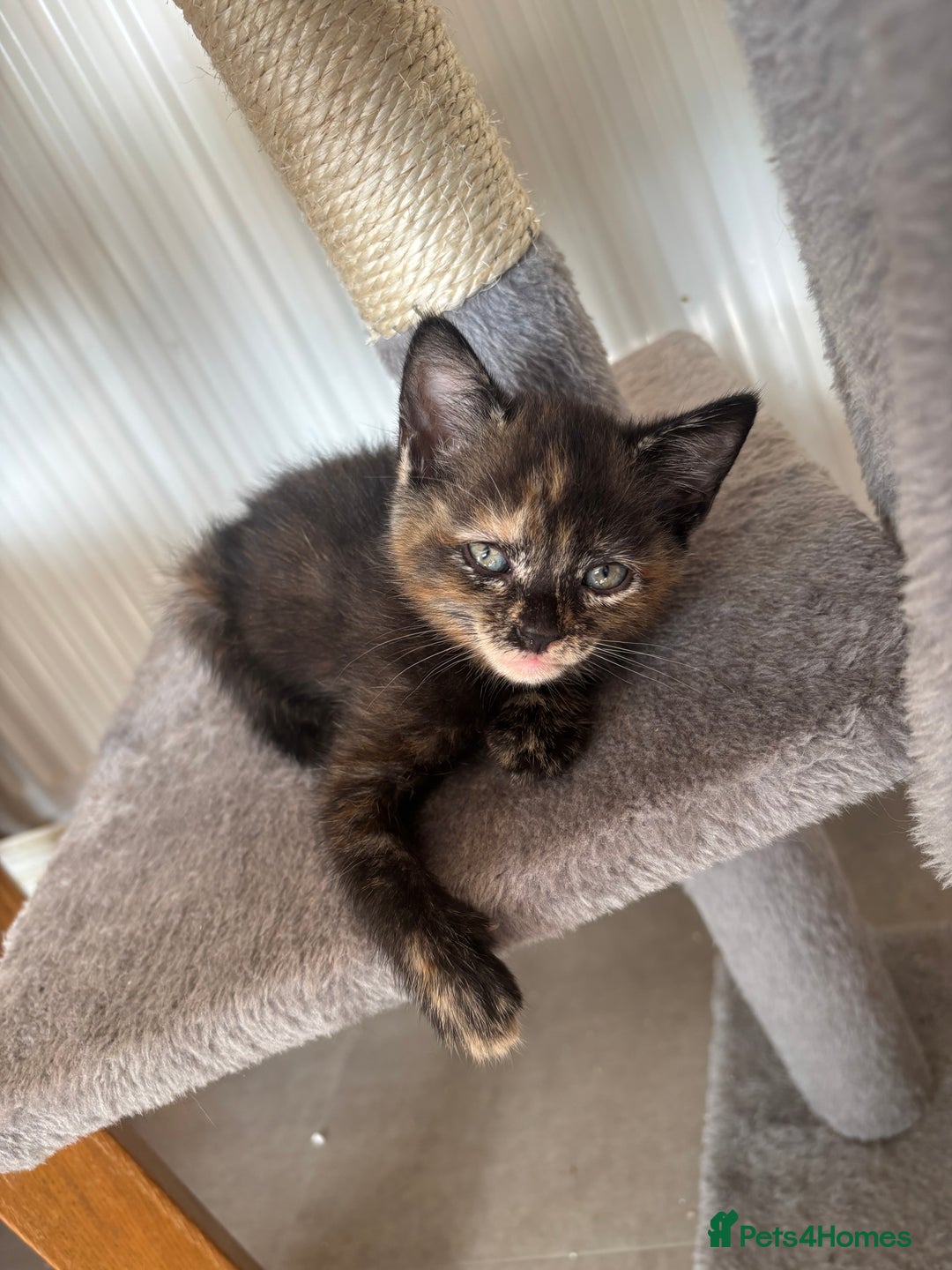 Mixed Breed cats for sale: Kittens ready for forever homes - Image 8