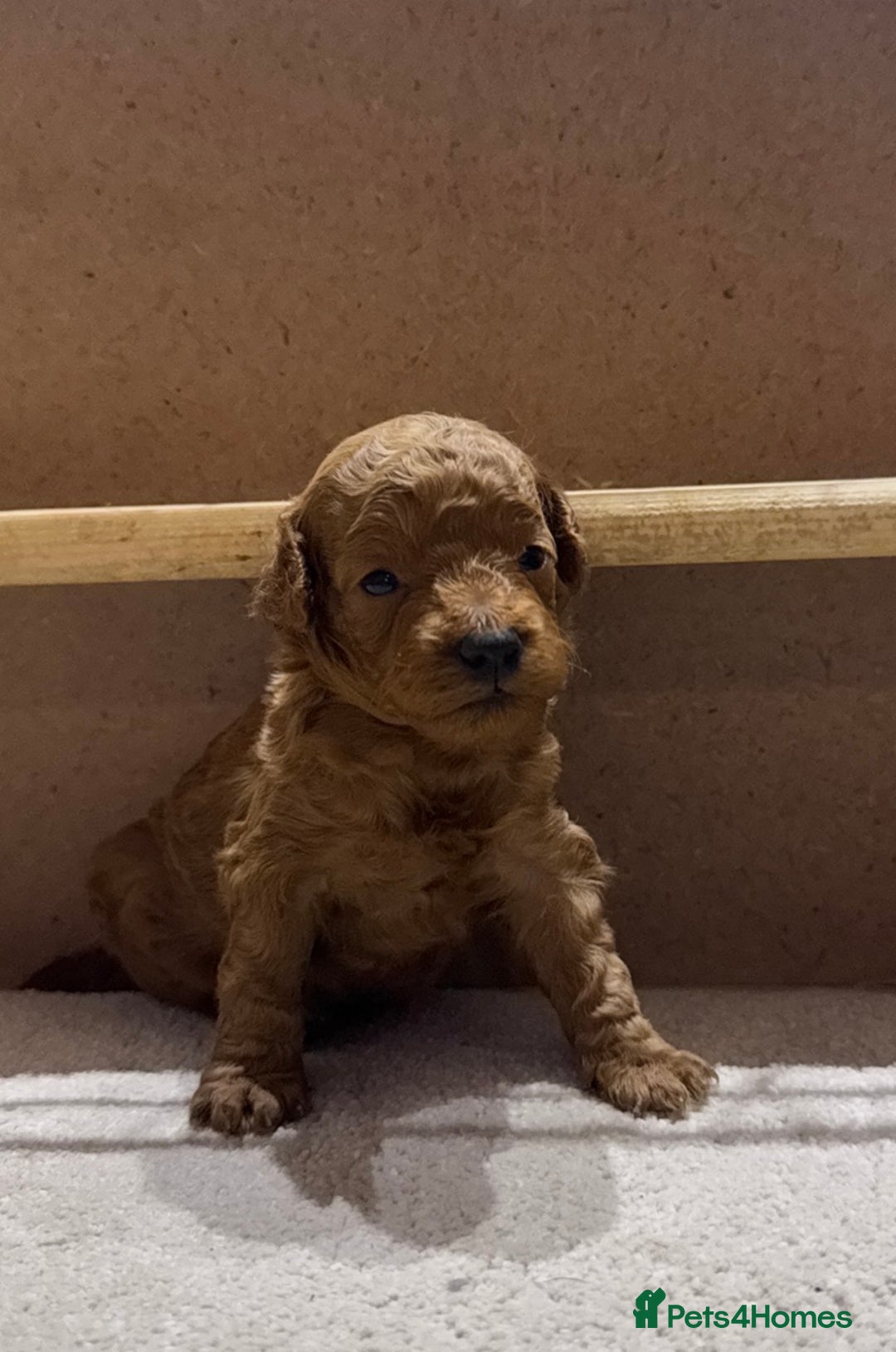 Maltipoo dogs for sale: 🐶 Adorable Red Maltipoo Puppies Available 🐶 - Advert 3