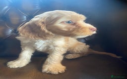 Cockapoo dogs for sale: Cockapoos  - Image 8