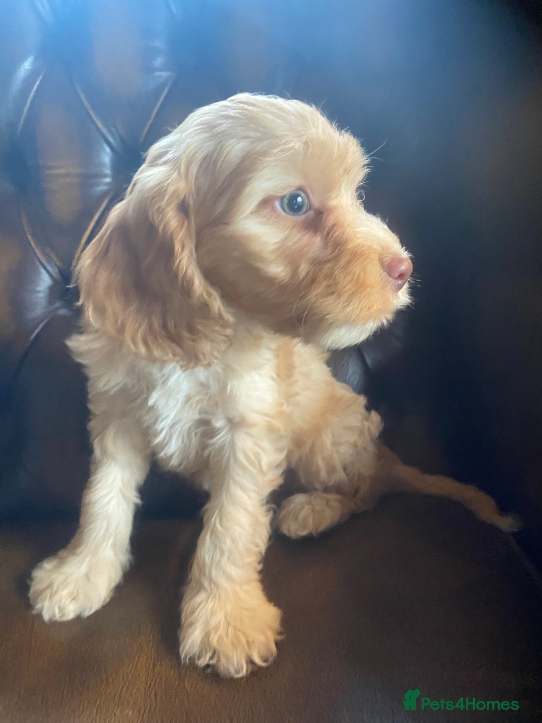 Cockapoo dogs for sale: Cockapoos  - Image 8