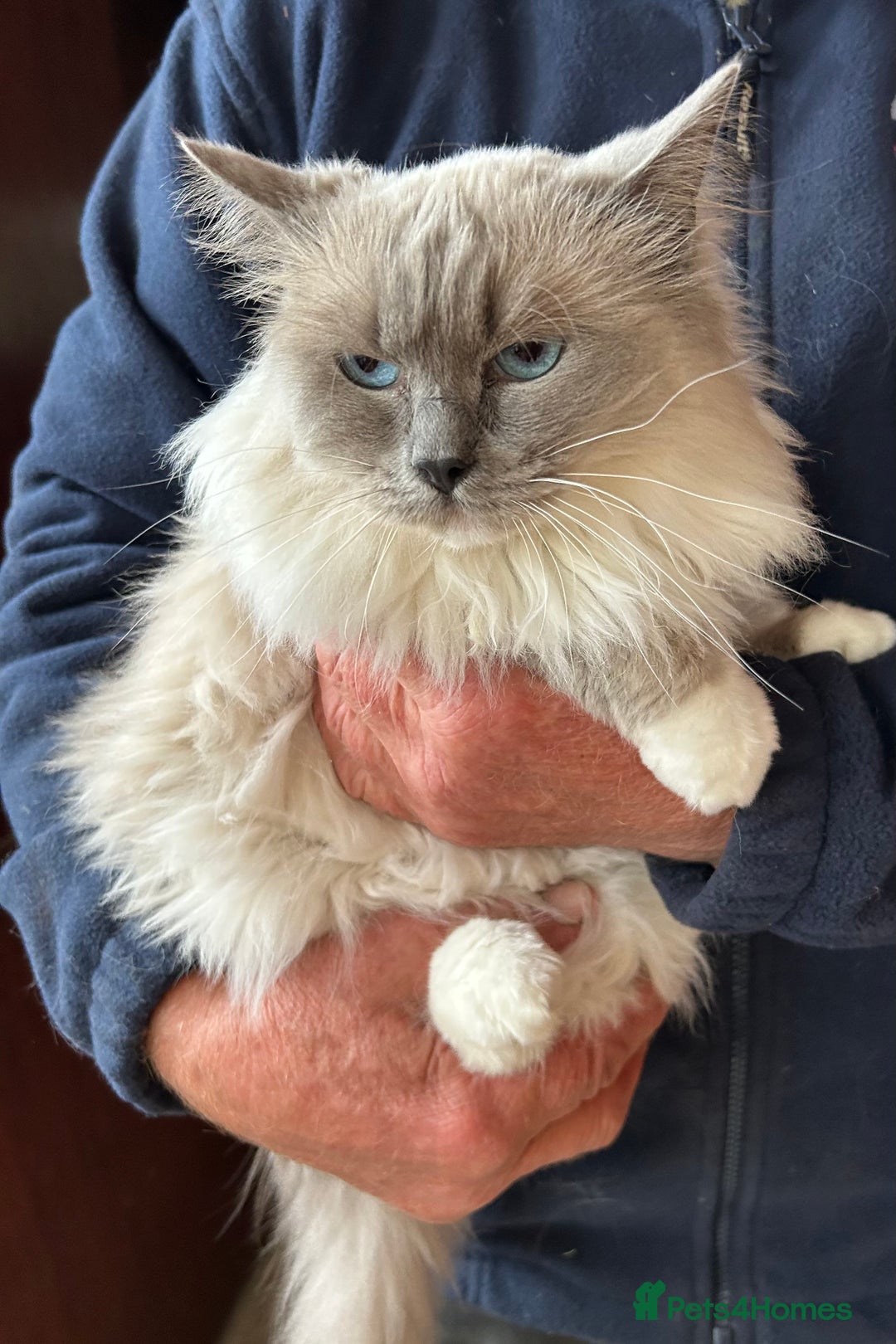Ragdoll cats for sale: Seal bi colour - Image 3