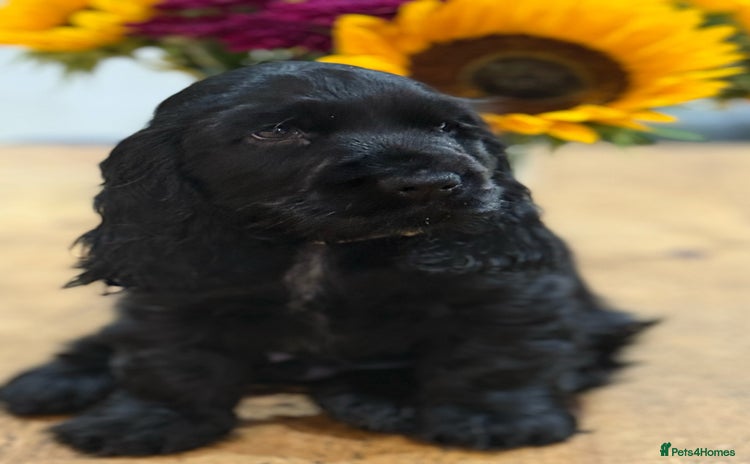 Cocker Spaniel dogs - Advert 10