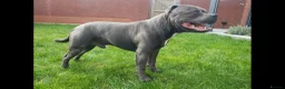 Staffordshire Bull Terrier dogs for stud: World-Class Blue Staffy stud-son of a Champion. in Wellingborough - Advert 10