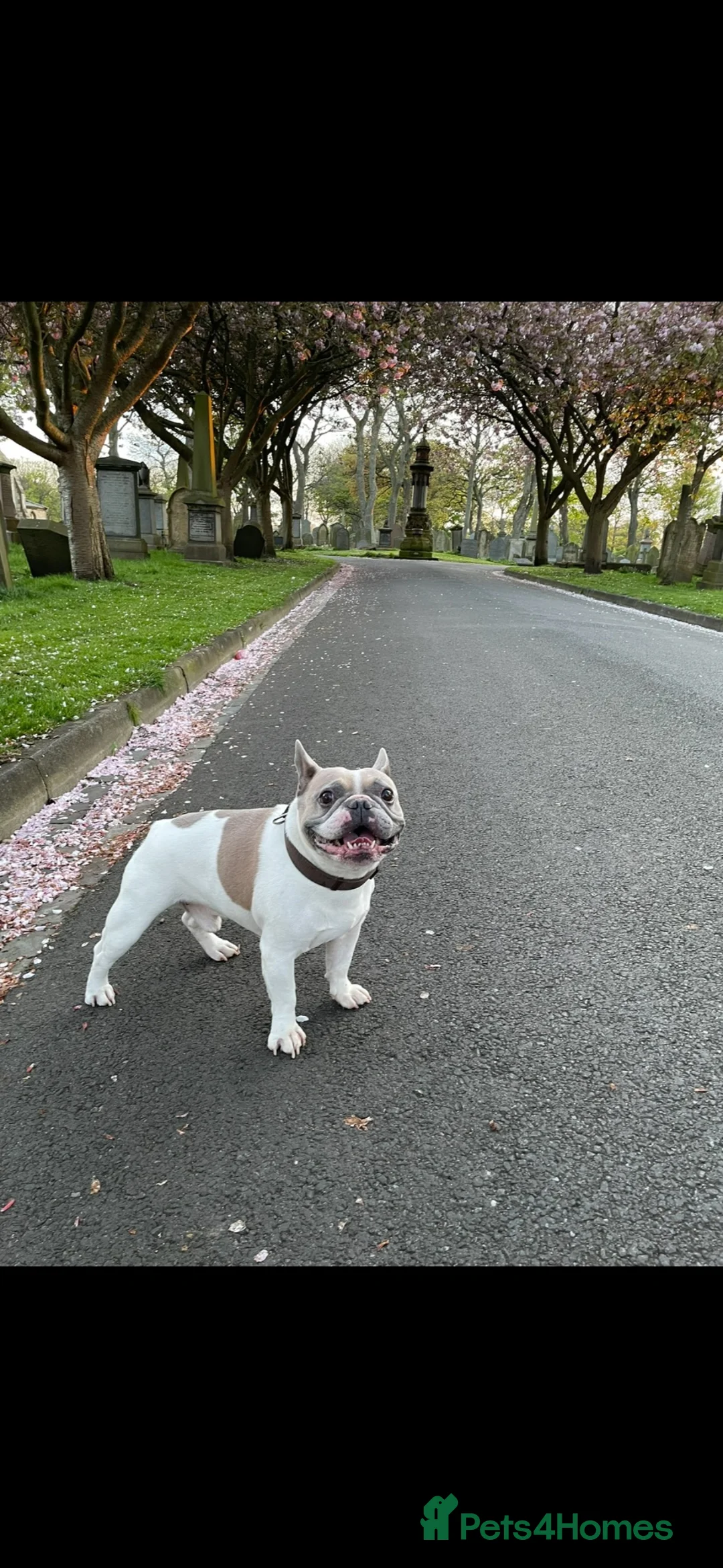 French Bulldog dogs for stud: French bulldog for stud in Sunderland - Advert 4