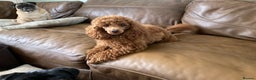 Toy Poodle dogs for stud: Health tested fox red toy poodle stud  in Stevenage - Advert 8