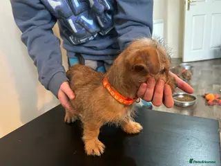 Mixed Breed dogs Jack russel cross Shih Tzu pups 1 boy left - Advert 1