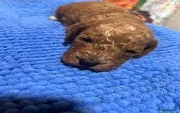 Cockapoo dogs for sale: Cute Cockapoo puppies (licensed breeder)  - Image 5