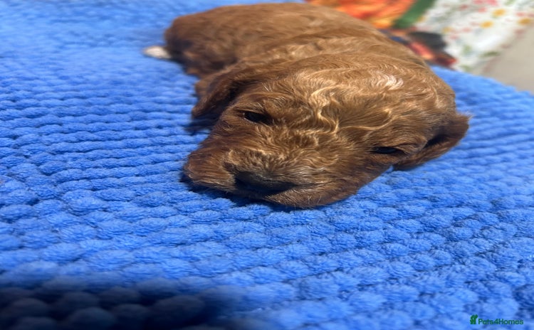 Cockapoo dogs - Advert 15