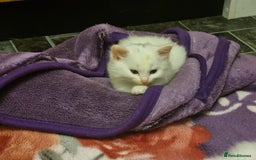 Mixed Breed cats for sale: Adorable Kittens looking for Their Forever Home - Image 14
