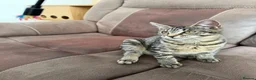 Mixed Breed cats for sale: Two Maine coon cross tabby kitten  - Advert 13