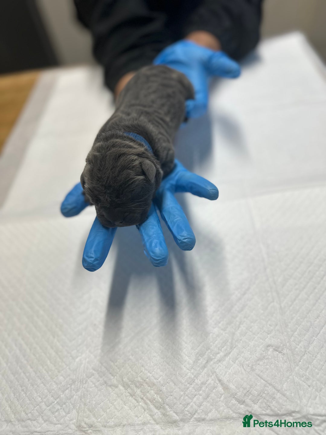 Cane Corso dogs for sale: Lupo D’Italia Kennels - Image 18