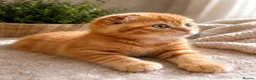 Scottish Fold cats for sale: 🩷Beautiful Scottish Fold/Straight kittens🩷 - Advert 6
