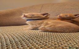 British Shorthair cats for sale: Beautiful Cream & Ginger Kittens  - Image 19