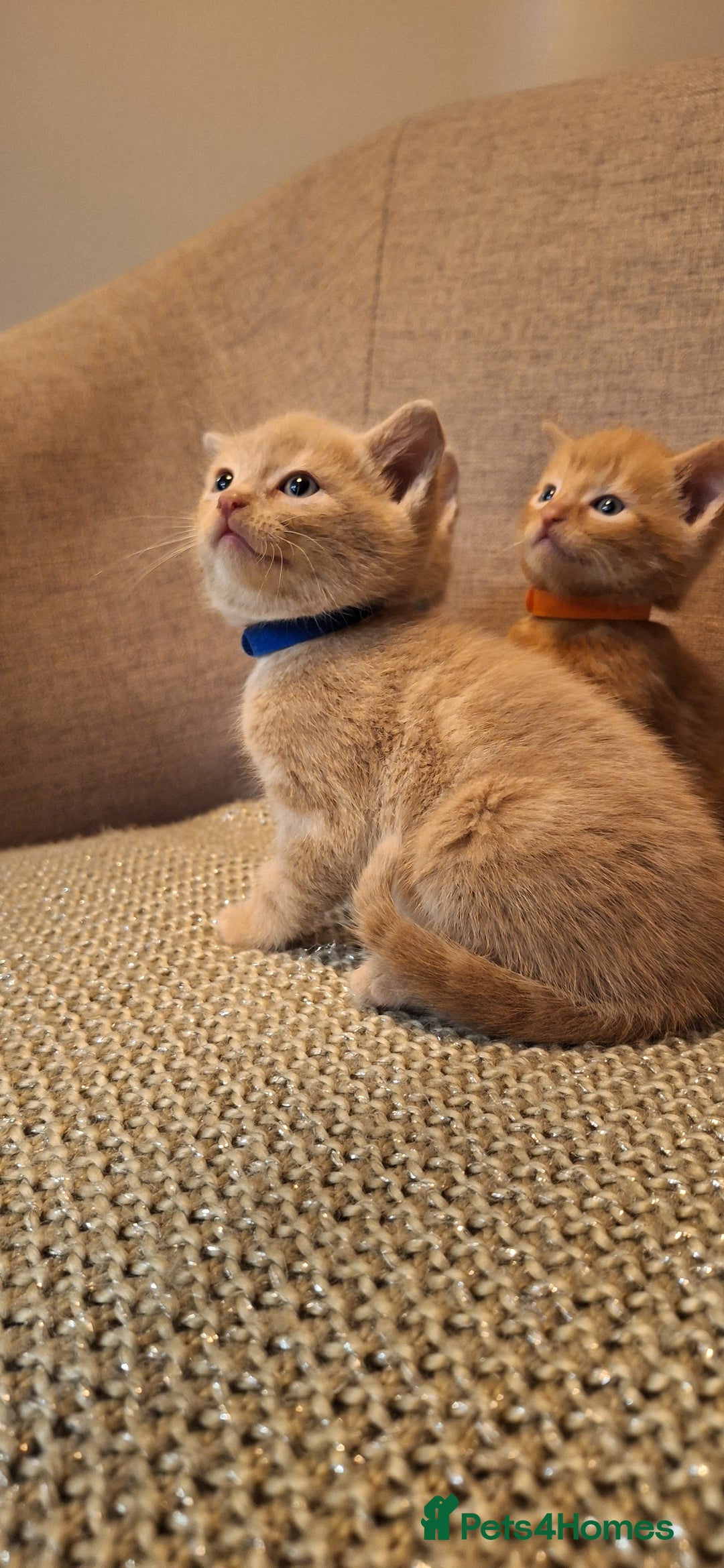 British Shorthair cats for sale: Beautiful Cream & Ginger Kittens  - Image 19