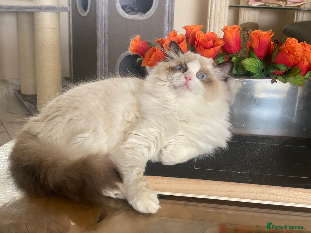 Ragdoll cats for sale: Attention please  - Advert 12