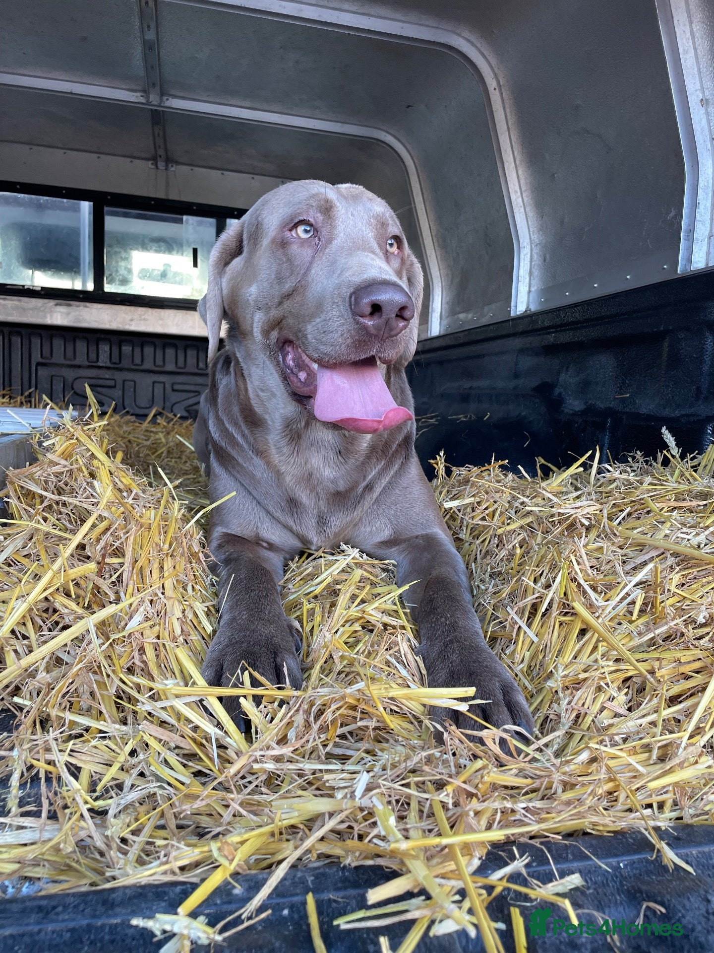 Labrador Retriever dogs KC health tested silver Labrador stud - Advert 1