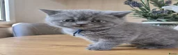 British Shorthair cats for sale: Purebred british shorthair kittens in Wigton - Advert 35