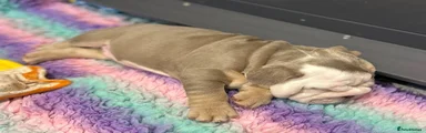 English Bulldog 3