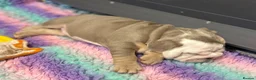 English Bulldog dogs for sale: Adoreable English bulldogs in Torquay - Advert 6