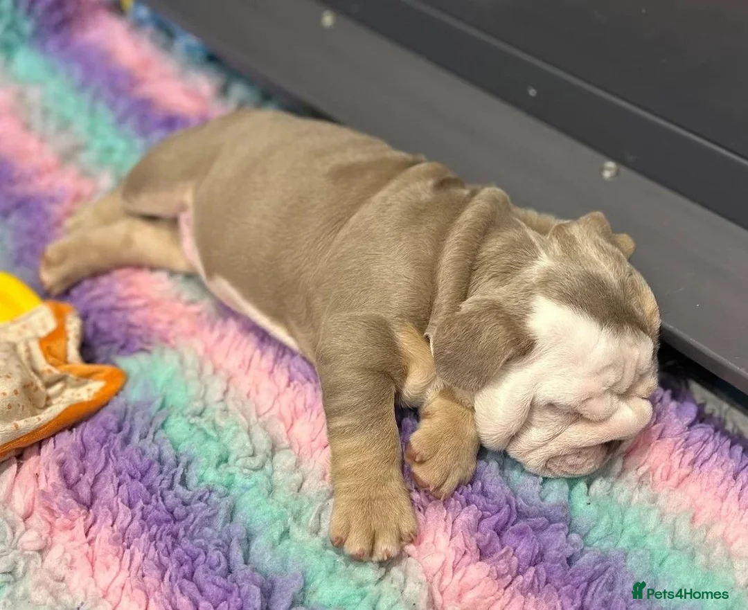 English Bulldog dogs for sale: Adoreable English bulldogs in Torquay - Advert 6