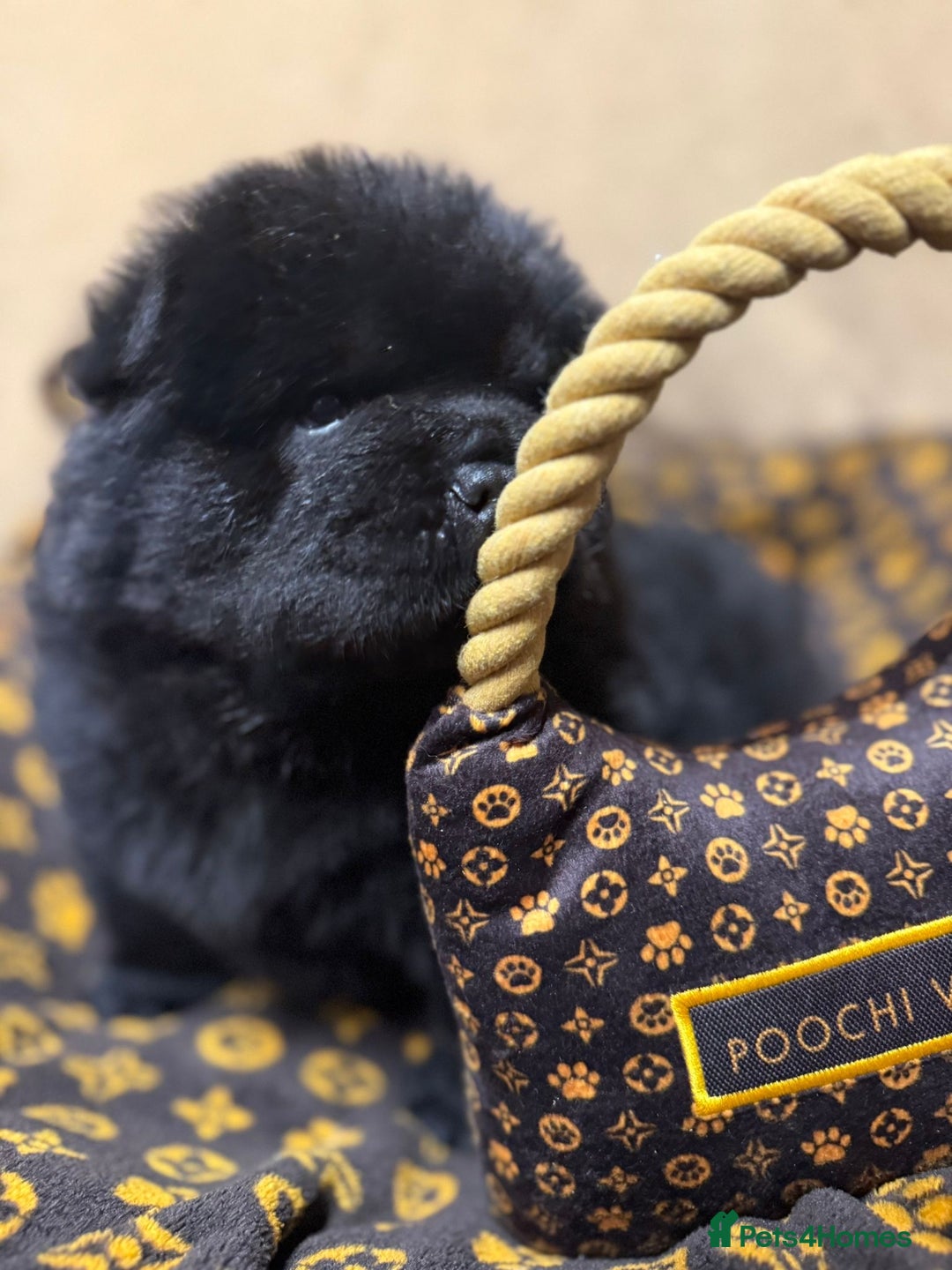 Chow Chow dogs for sale: 🏆 ** Just one Teddy Bear remaining  ** 🏆 - Advert 2