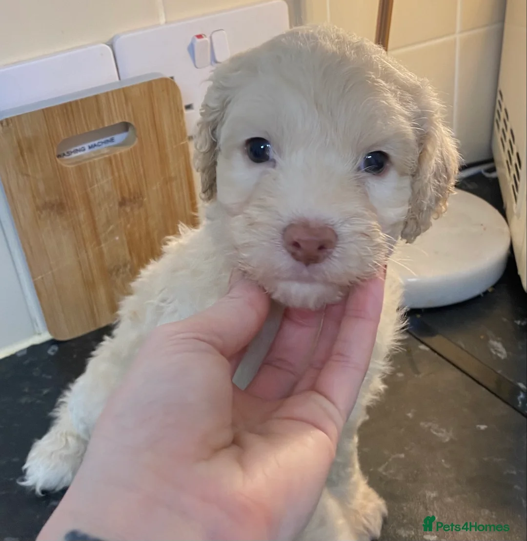Cockapoo dogs for sale: Beautiful F2 Cockapoo puppies 🏡🐶  - Advert 20