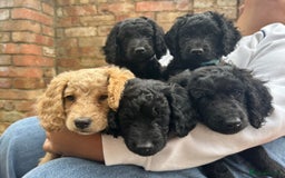 Cocker Spaniel dogs for sale: Male cocker spaniel  - Image 7