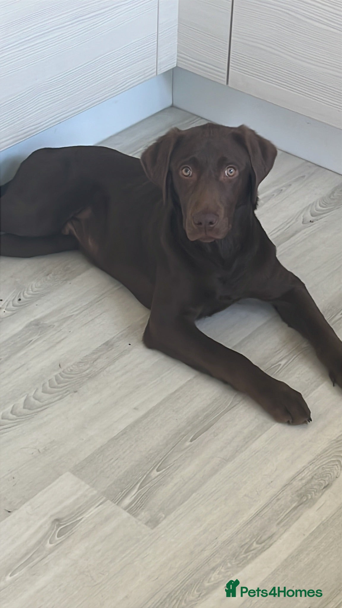 Labrador Retriever dogs 6 month chocolate lab - Advert 3