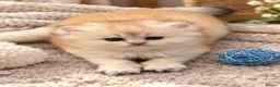 Scottish Fold cats for sale: stunning Scottish Fold and  Straight kittens - Advert 3