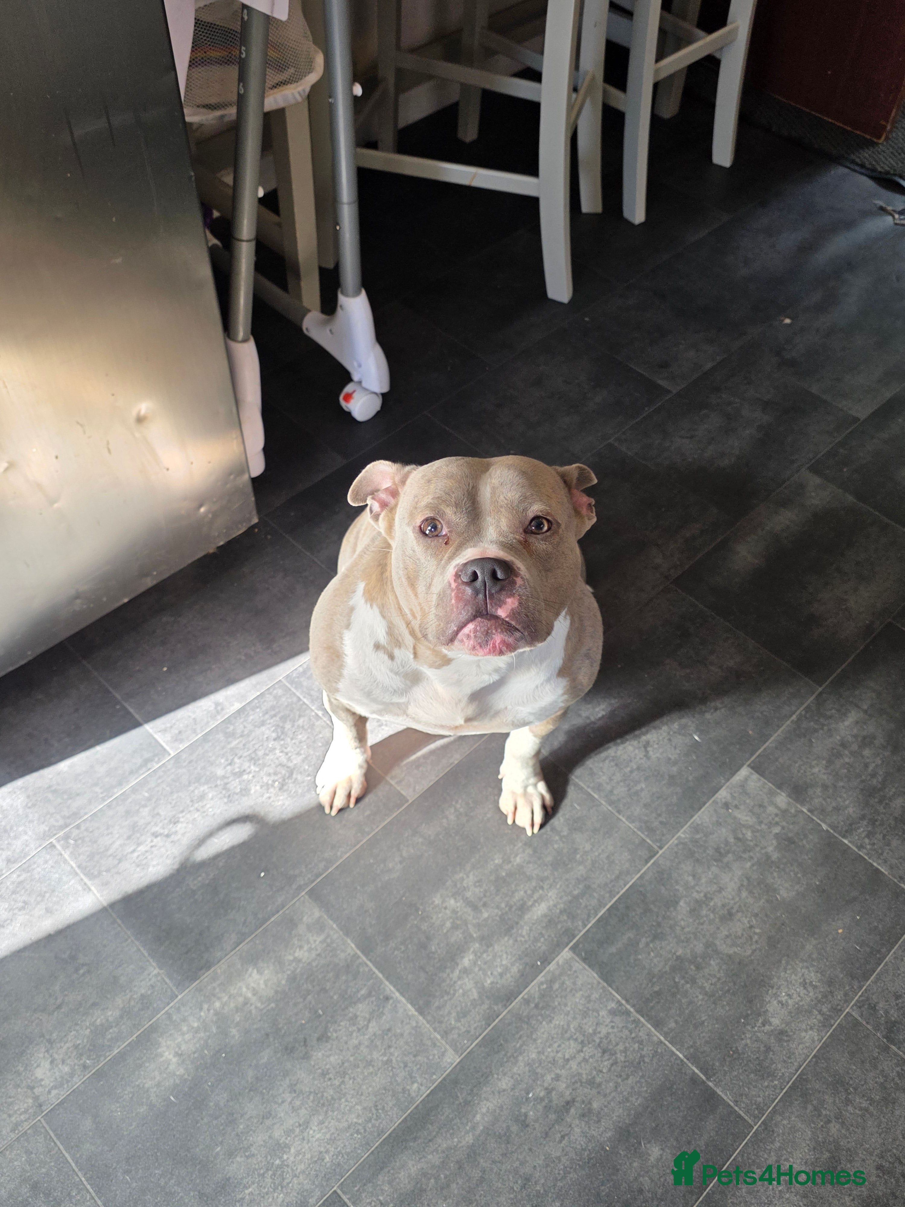 Mixed Breed dogs Female merle pocket bully - Advert 4