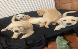 Labrador Retriever dogs for sale: Beautiful Andrex Labrador Puppy’s  - Image 12