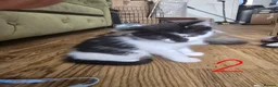 British Longhair cats for sale: Long haired kittens  in Waterlooville - Advert 5