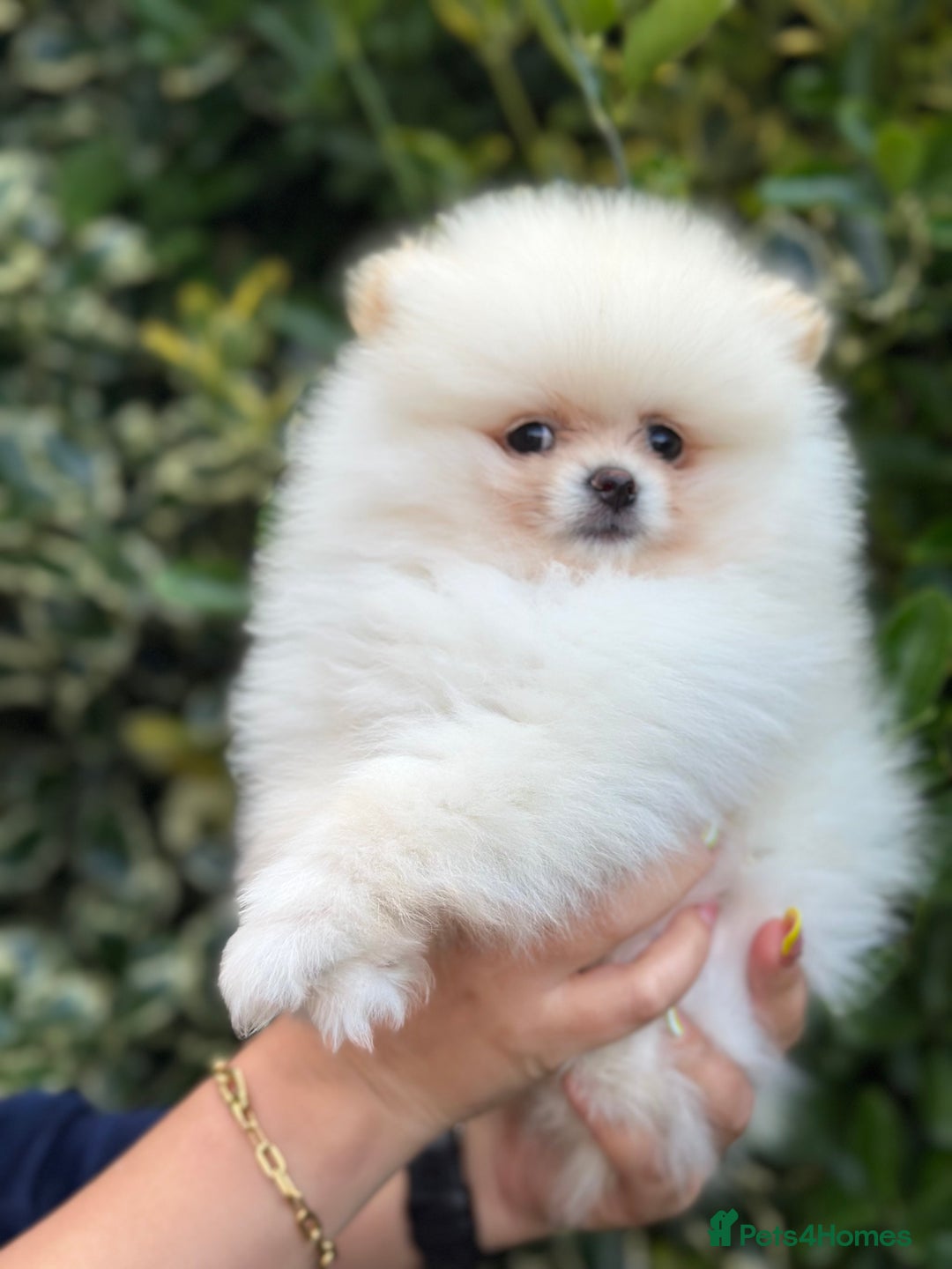 Pomeranian dogs for sale: 3 Gorgeous Pomeranian Puppies-Ready for New Homes - Image 10