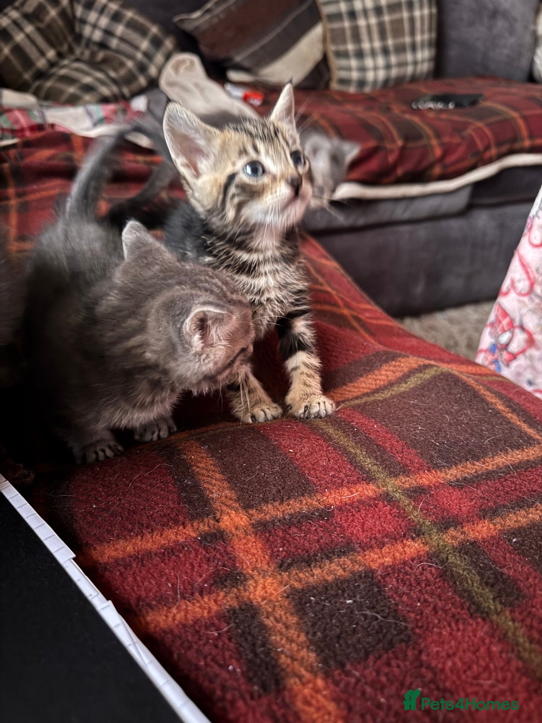 Mixed Breed cats for sale: I have 4 beautiful babies 3 boys 1 girl - Advert 17