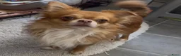 Chihuahua dogs for sale: Chihuahua puppies 🐶  - Advert 10