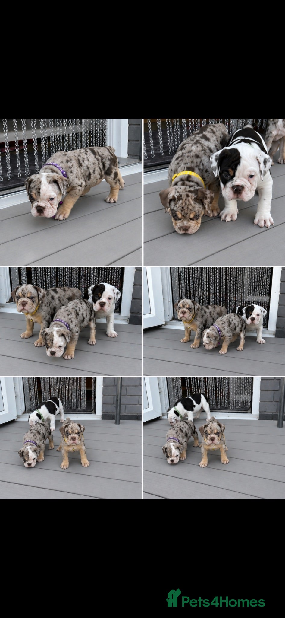 Dorset Olde Tyme Bulldogge dogs ⭐️olde English bulldog puppies ⭐️ - Advert 2