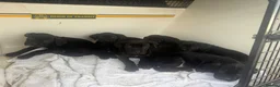 Cane Corso dogs for sale: Beautiful Pure Cane Corso Puppies - Advert 3
