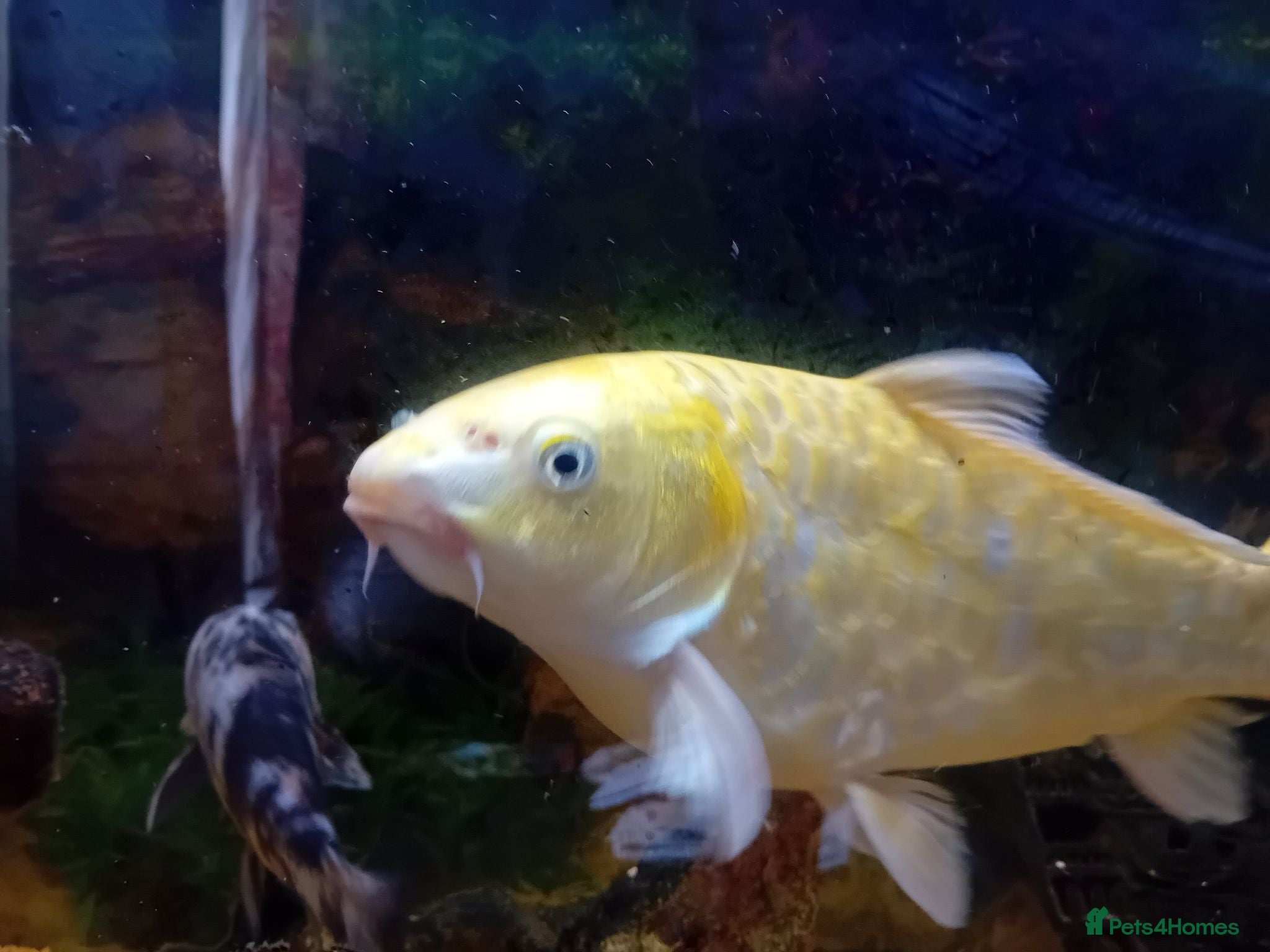 Koi Carp fish 3 koi carp for sale and 3 goldfish - Advert 3