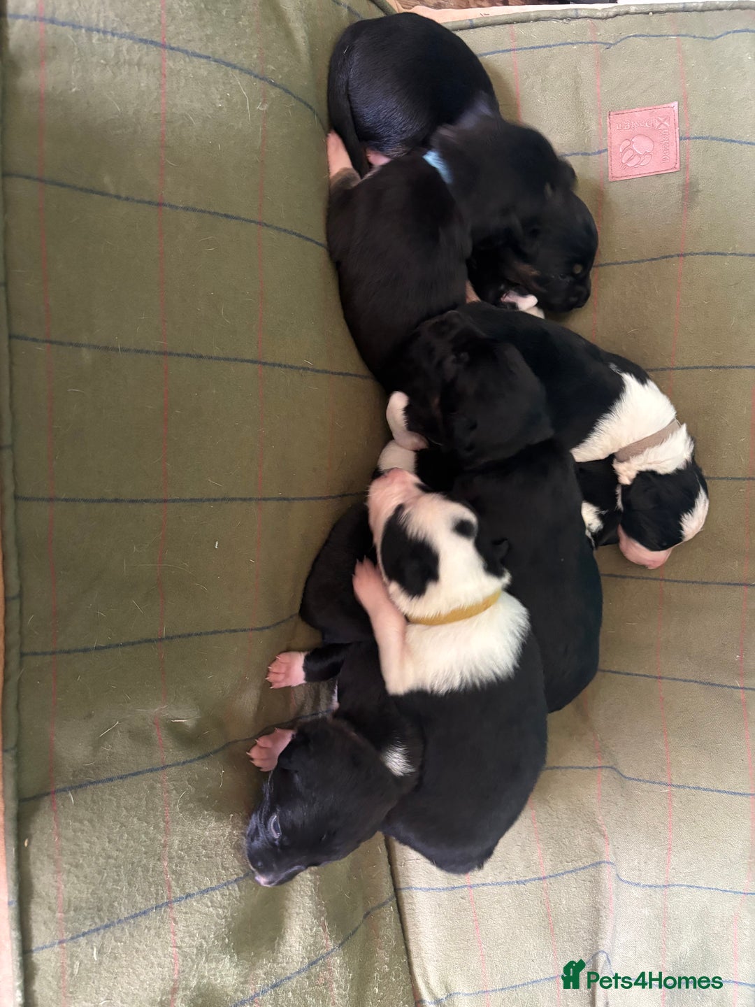 Mixed Breed dogs for sale: Beautiful Huntaway x Collie pups  - Image 11