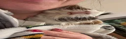 Guinea Pig rodents for sale: Guinea pig boarding in Herne bay - Advert 10