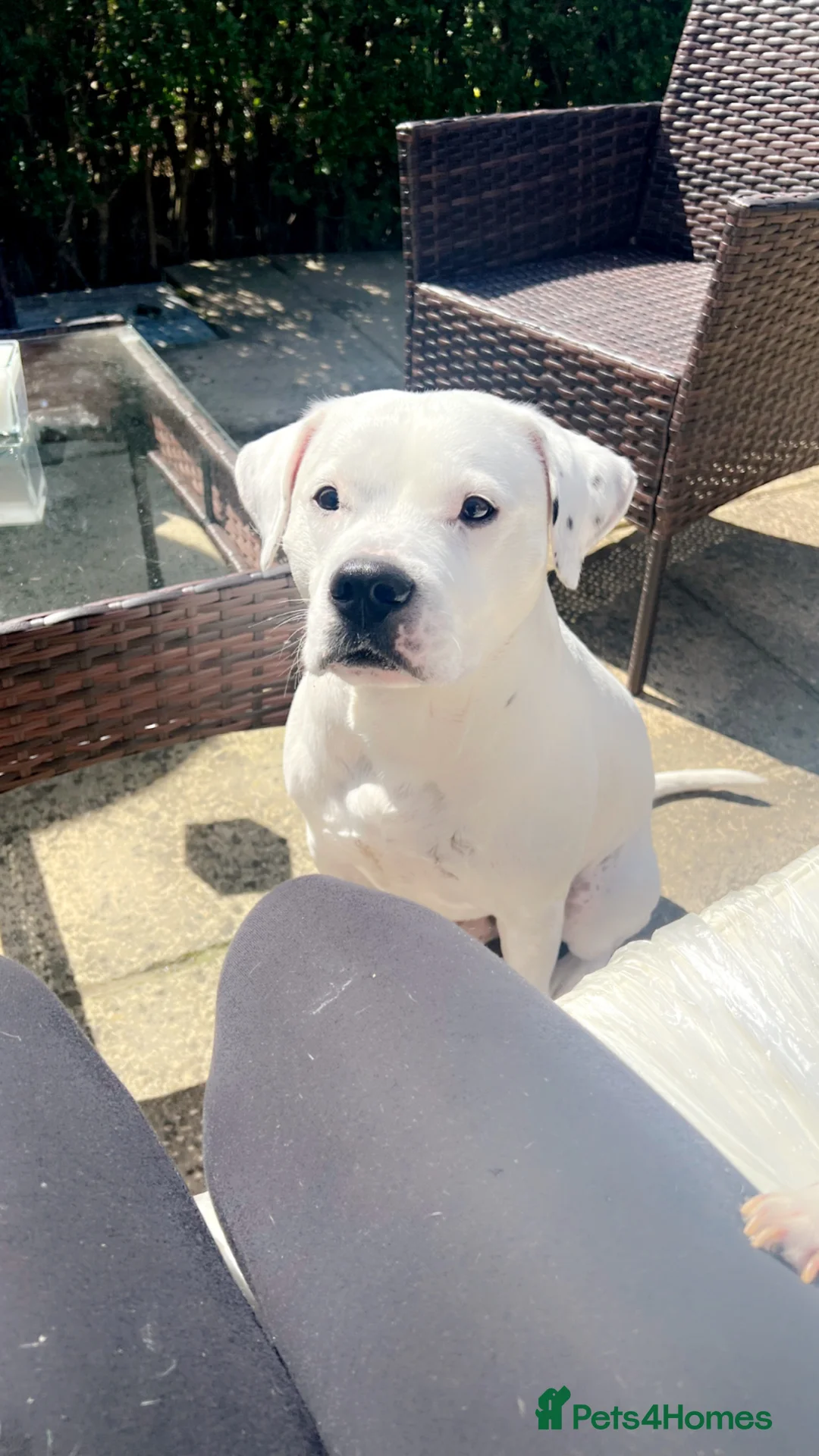 American Bulldog dogs for stud: Beautiful boy ready for stud  - Advert 1