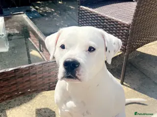 American Bulldog dogs Beautiful boy ready for stud - Advert 1