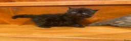 Persian cats for sale: Stunning pedigree Persian kittens - Advert 18